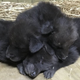 Image via Little Rock Zoo.
